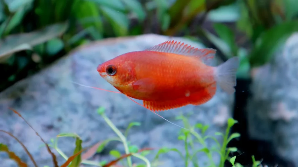 Aquarium Topics