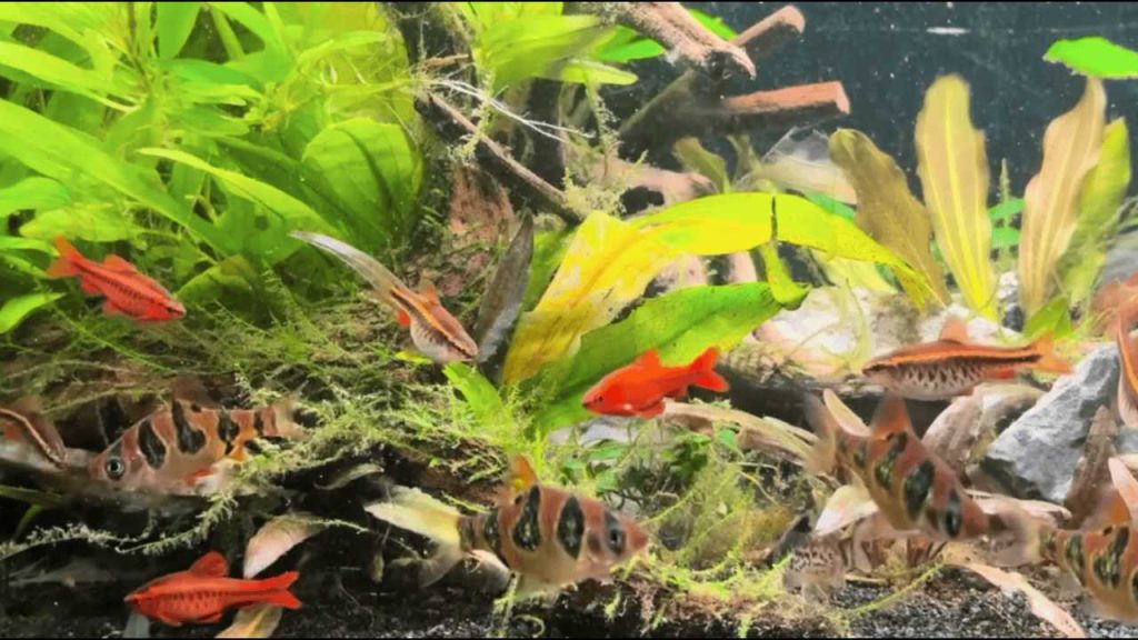 Aquarium Fish for Beginners