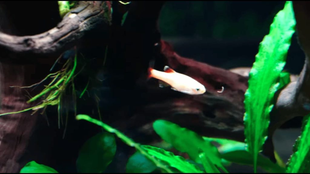 Beginner Freshwater Aquarium Setup Timeline