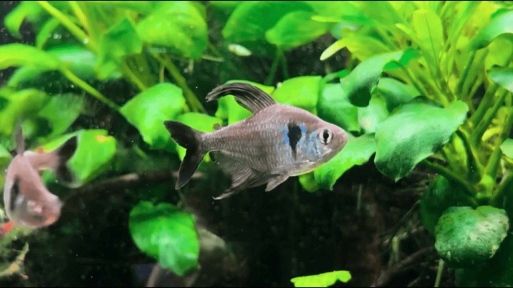 Best Aquarium Fish for Beginners