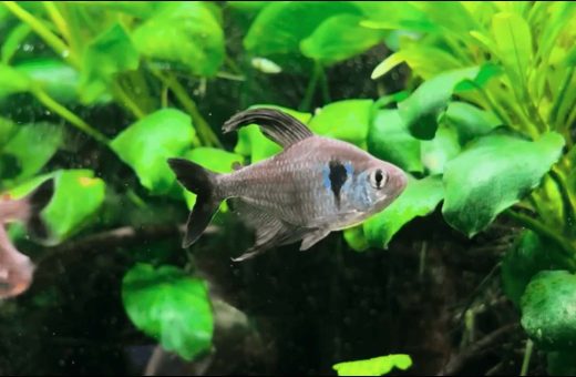 Best Aquarium Fish for Beginners
