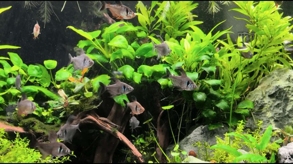 Best Beginner Fish by Tank Size