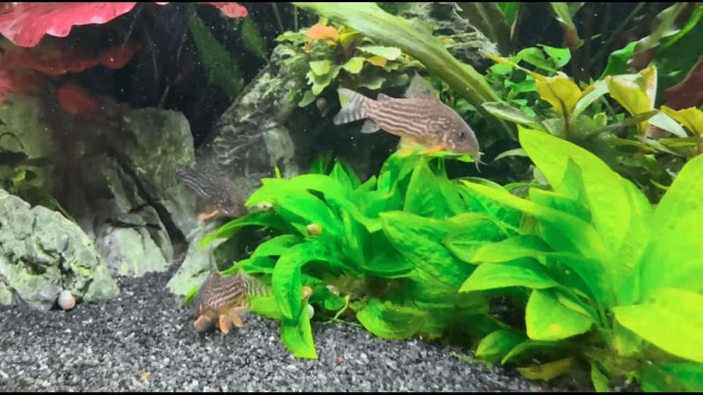 Check Whether the Fish Needs Company