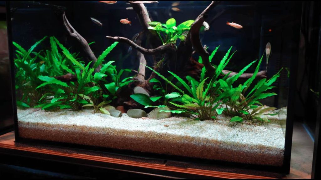 Common Freshwater Aquarium Setup Mistakes to Avoid