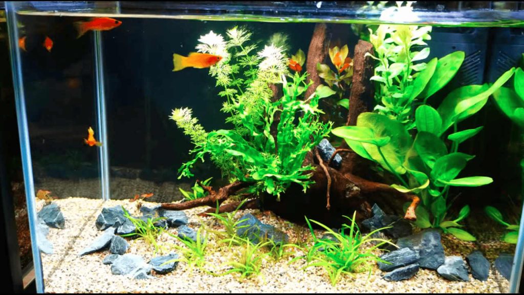Freshwater Aquarium Supplies Checklist