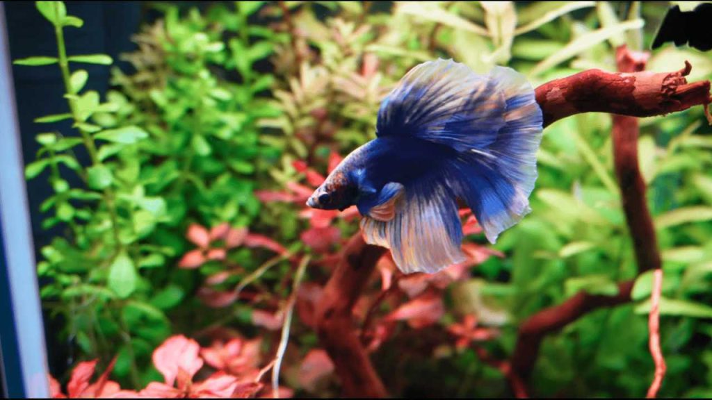 Beginner freshwater aquarium setup with gravel, live plants, filter, heater, and water testing kit