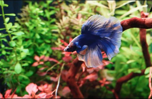 Beginner freshwater aquarium setup with gravel, live plants, filter, heater, and water testing kit