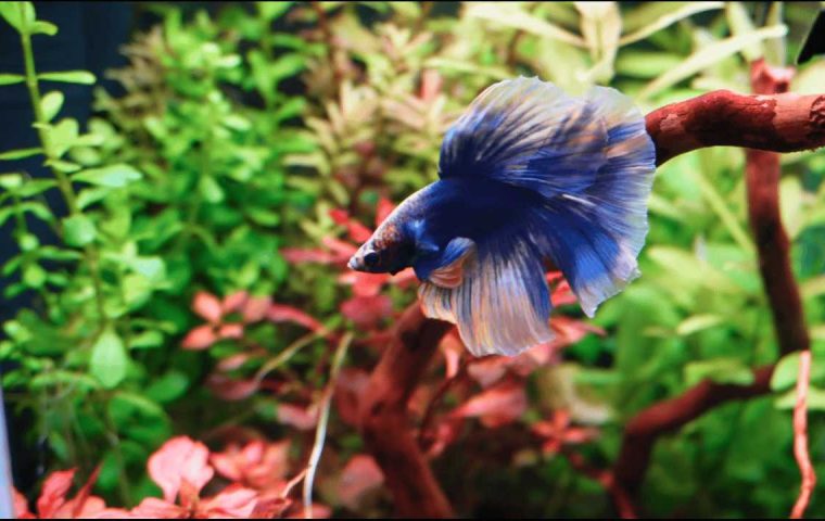 Beginner freshwater aquarium setup with gravel, live plants, filter, heater, and water testing kit