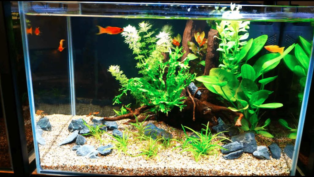 Step-by-Step Freshwater Aquarium Setup for Beginners