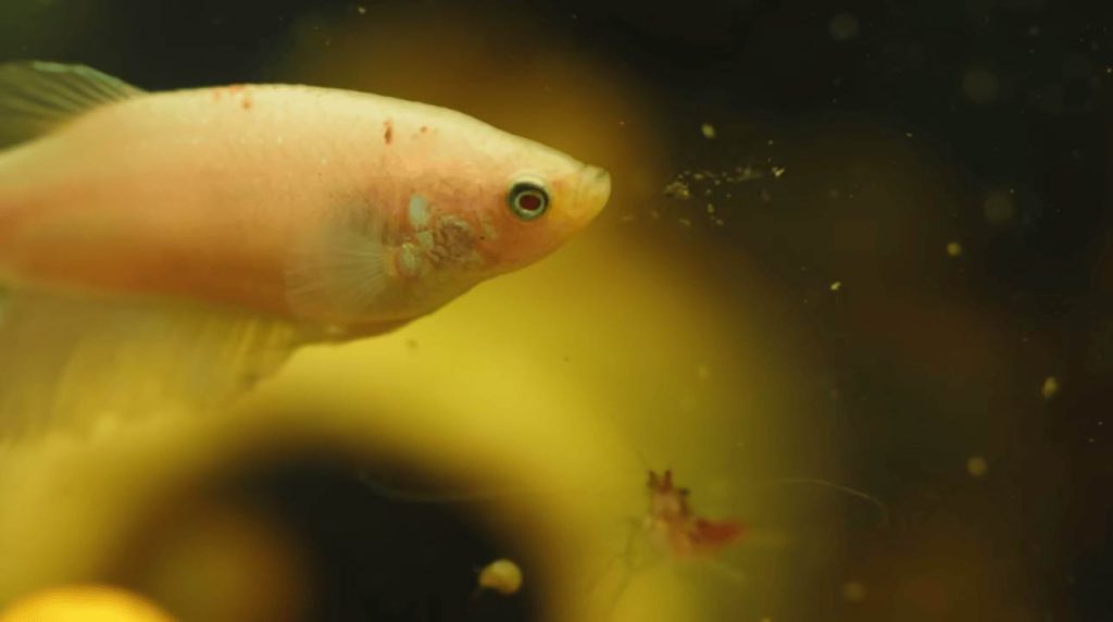 Aquarium Beginner Kit
