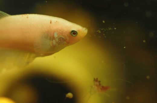 Aquarium Beginner Kit