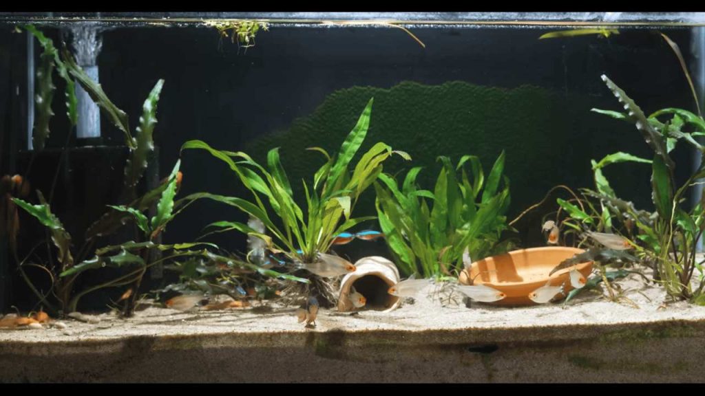 Healthy aquarium plants arranged in the foreground, middle, and background of a freshwater planted aquarium
