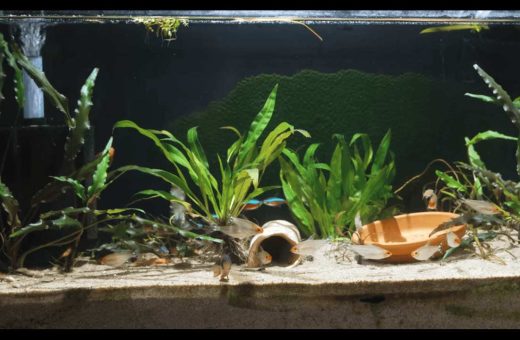 Healthy aquarium plants arranged in the foreground, middle, and background of a freshwater planted aquarium