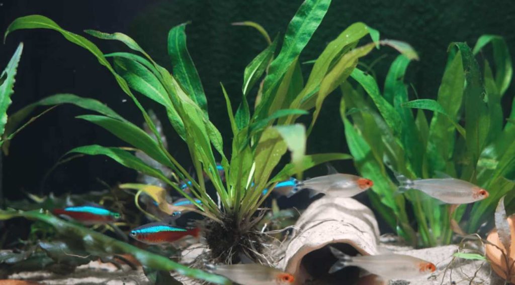 Aquarium Plants for Beginners
