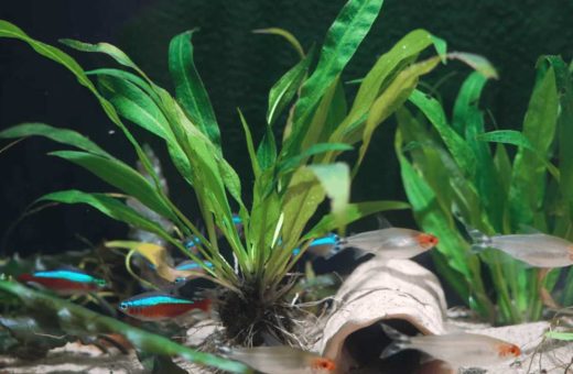 Aquarium Plants for Beginners