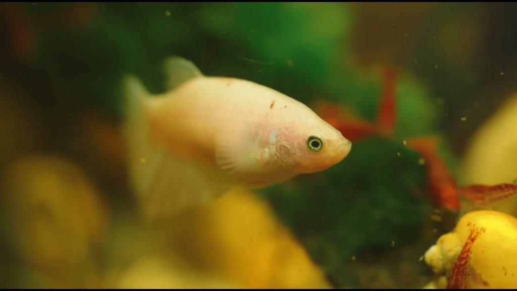 Beginner Aquarium