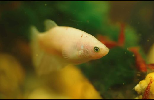 Beginner Aquarium
