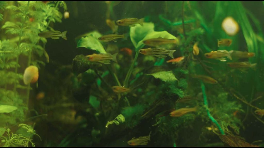 Beginner Aquarium Tank Size