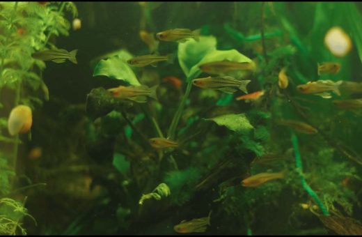 Beginner Aquarium Tank Size
