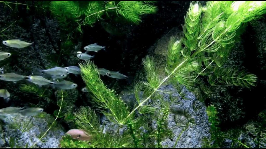 Beginner Planted Aquarium