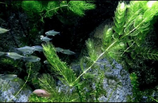 Beginner Planted Aquarium