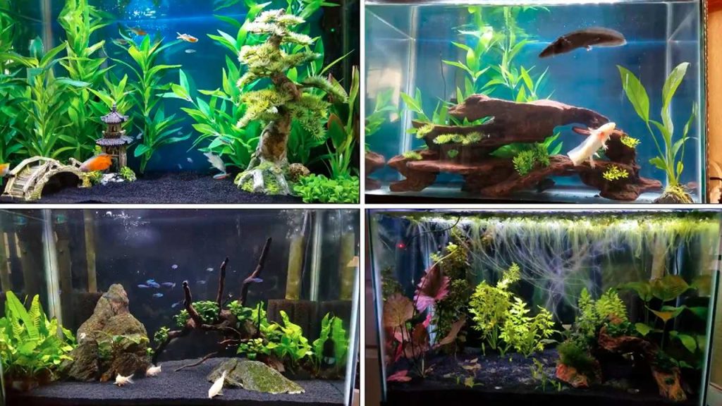 Best 20-Gallon Fish Tank Ideas for Beginners