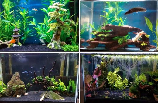 Best 20-Gallon Fish Tank Ideas for Beginners