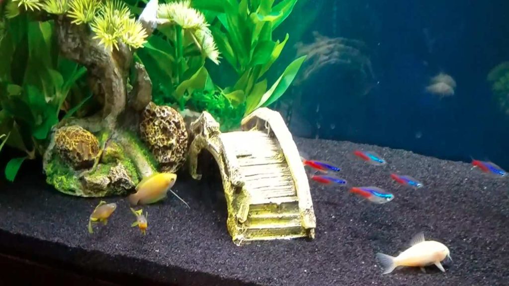 Best 5-Gallon Fish Tank Ideas for Beginners