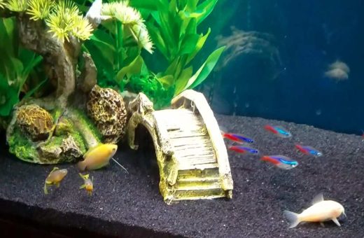 Best 5-Gallon Fish Tank Ideas for Beginners