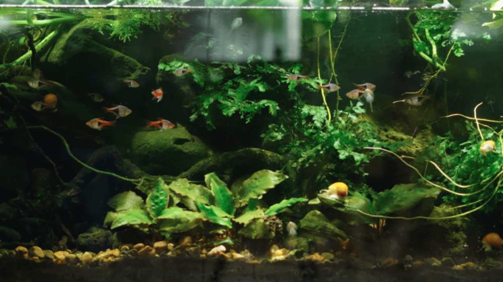 Best Aquarium Plants for Beginners