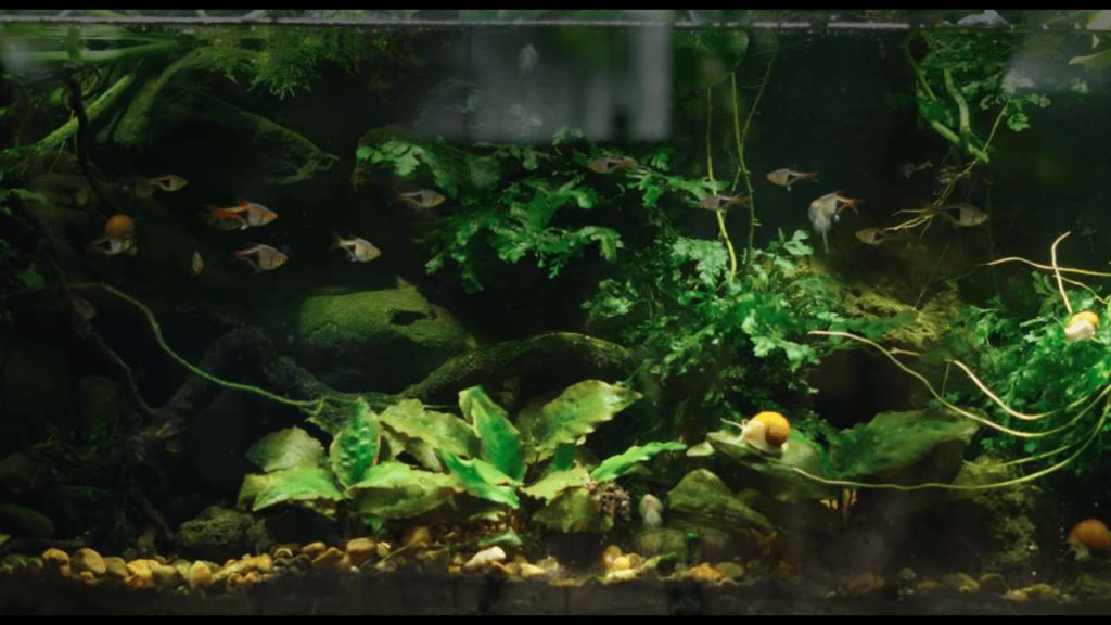 Best Aquarium Plants Lighting, Substrate, and Nutrients