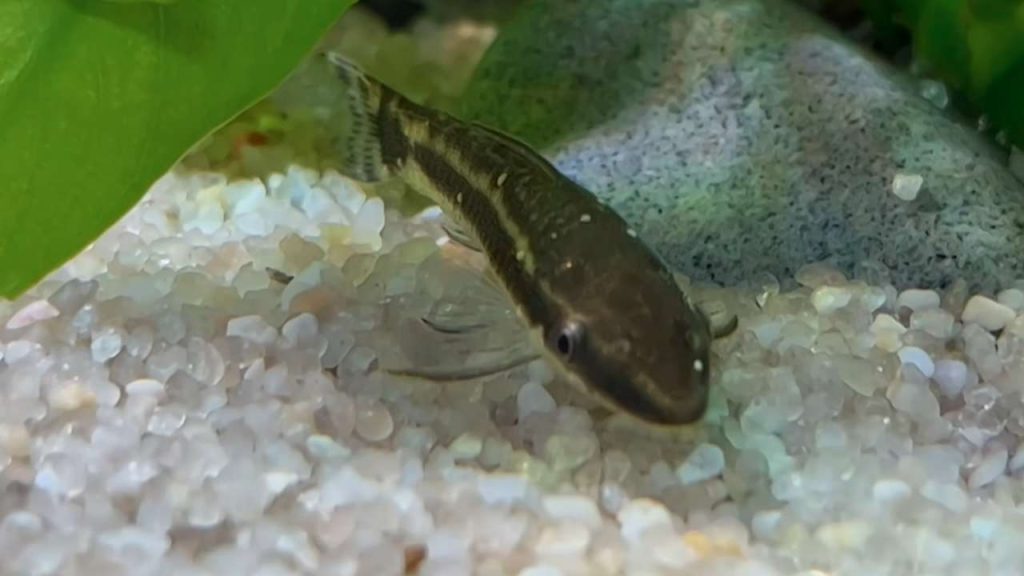 Causes of Ich in Fish