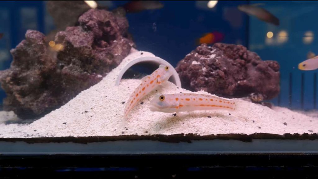 Choose Beginner Corals for a Saltwater Aquarium