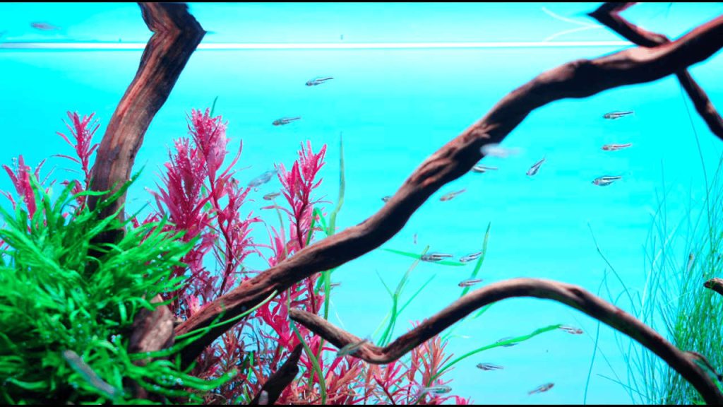Cold Water Aquarium Fish for Beginners