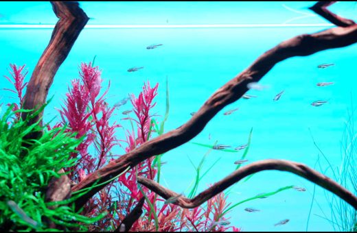 Cold Water Aquarium Fish for Beginners