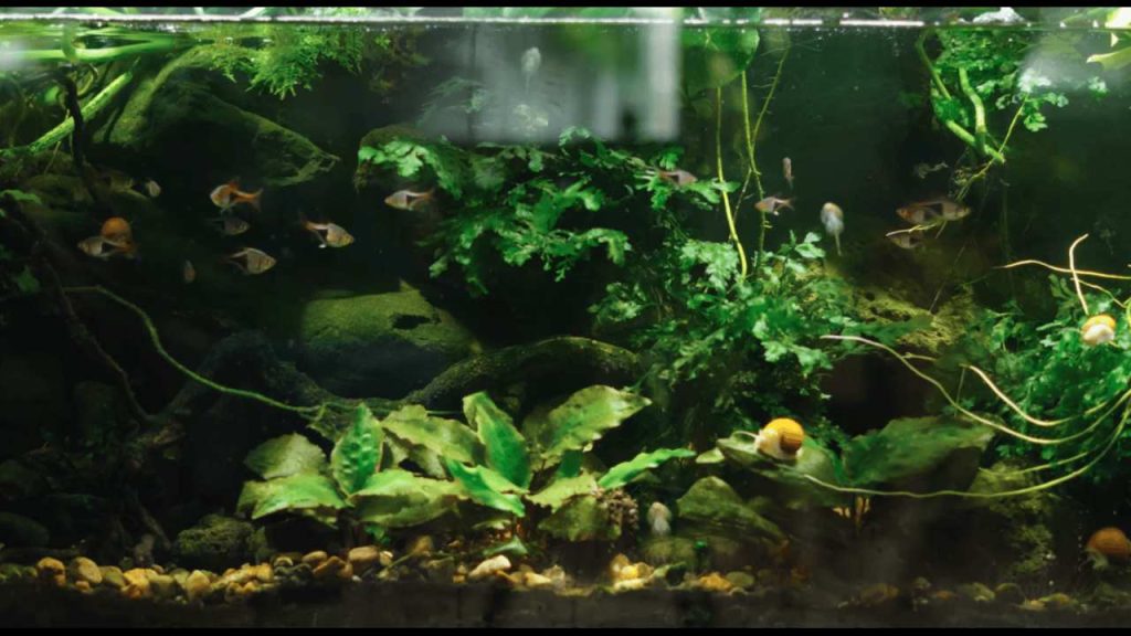 Cold Water Plants for Aquarium Setups