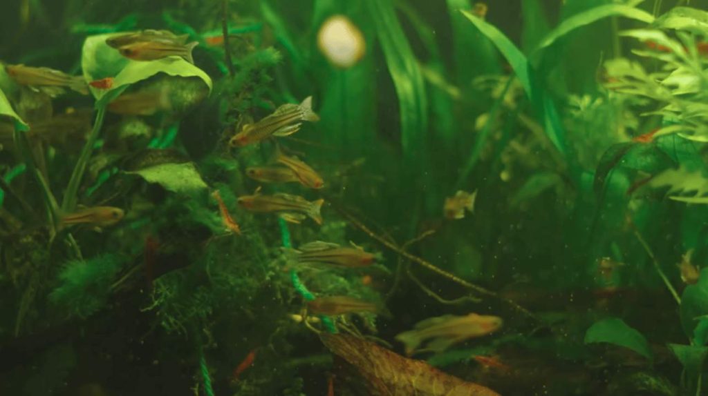 Common Aquarium Beginner Kit Mistakes to Avoid
