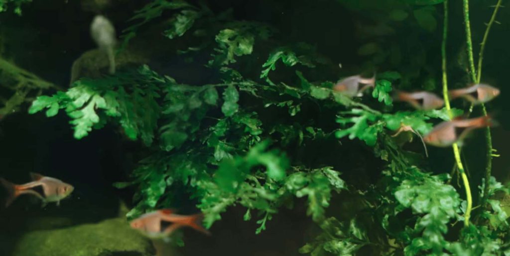 Common Mistakes With Aquarium Plants for Beginners