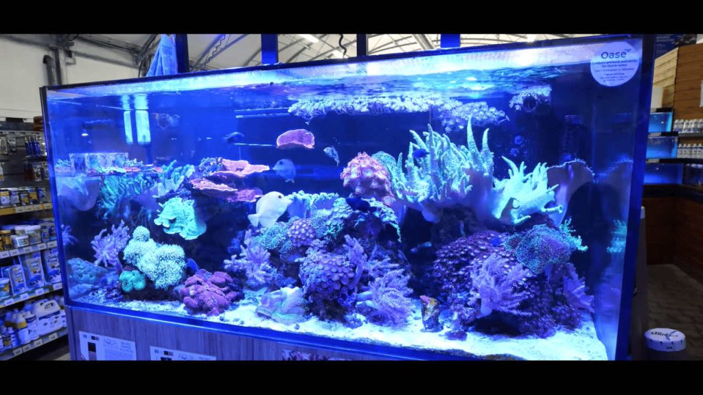 Common Reef Aquarium Mistakes Beginners Should Avoid