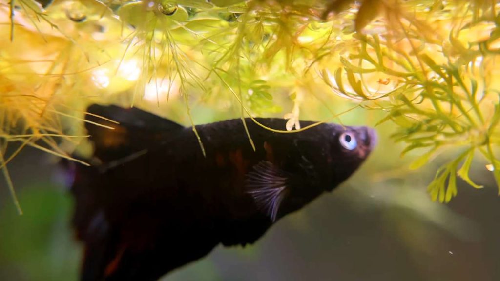 Dropsy Fish Symptoms