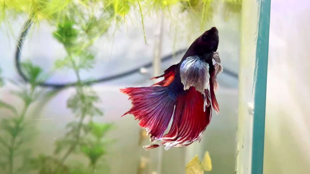 Dropsy Fish Treatment: Symptoms, Causes & Care