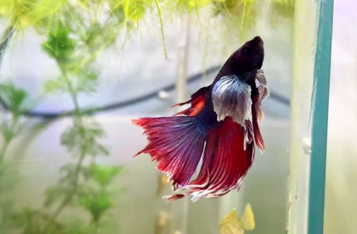 Dropsy Fish Treatment: Symptoms, Causes & Care
