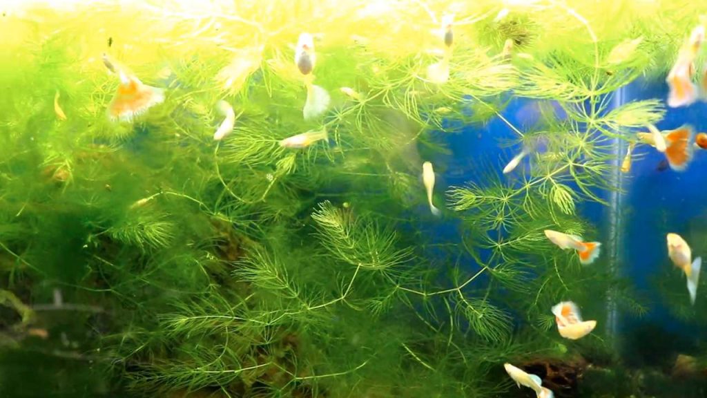 Feed the Cycle With a Measured Ammonia Source