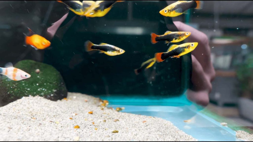 Best Fish for Beginners: 8 Hardy Freshwater Picks
