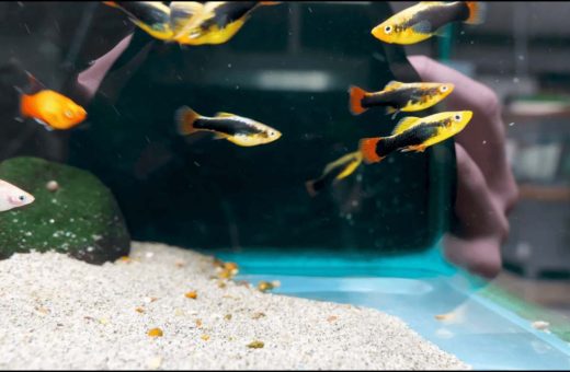 Best Fish for Beginners: 8 Hardy Freshwater Picks