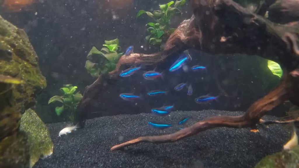 Fin Rot Fish Treatment Plan