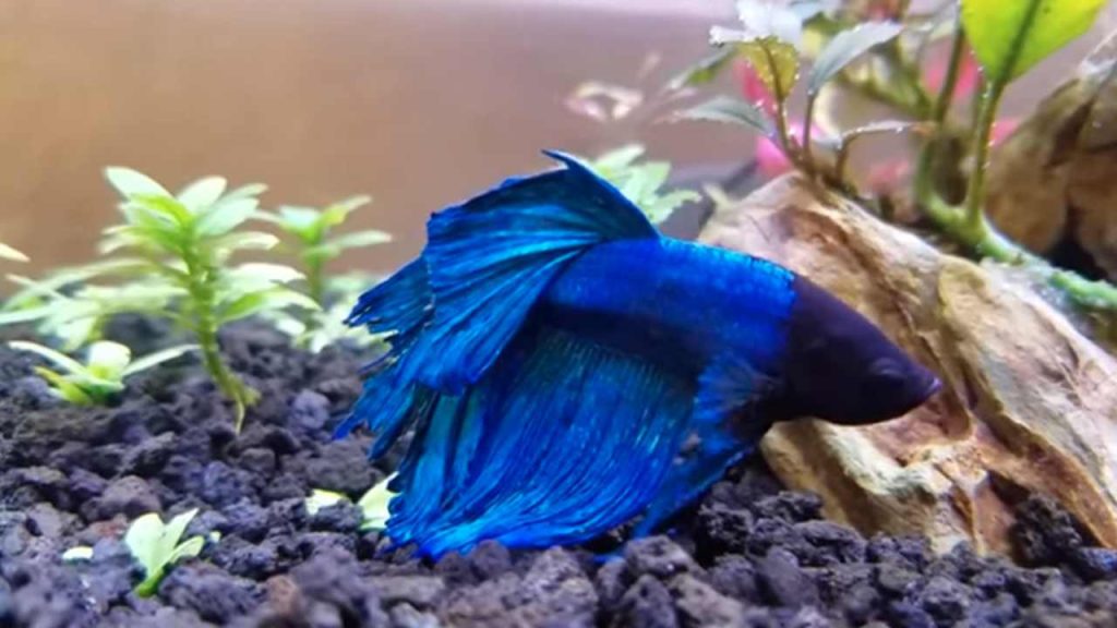 Fin Rot Fish Treatment: Symptoms, Causes and Care