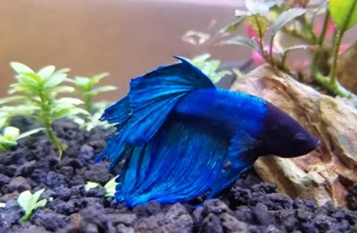 Fin Rot Fish Treatment: Symptoms, Causes and Care
