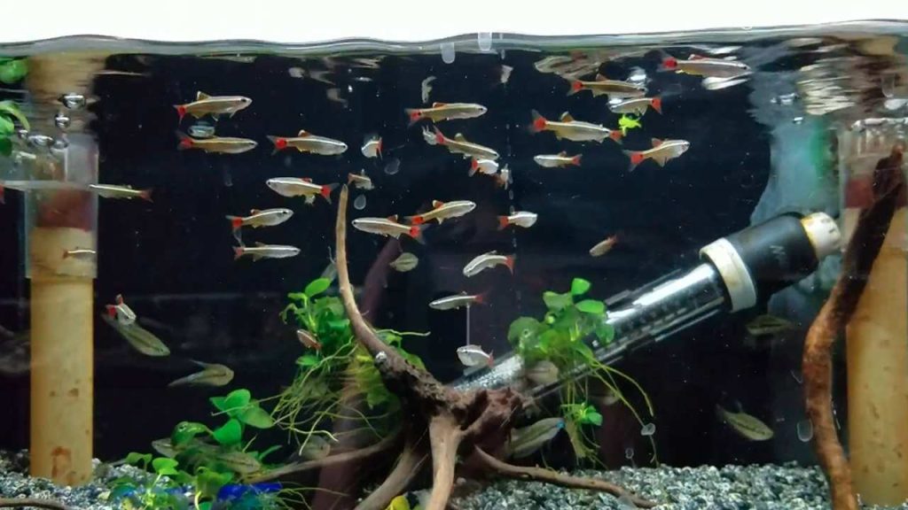 Fish Tank Setup for Beginners Fish & Size