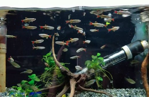Fish Tank Setup for Beginners Fish & Size